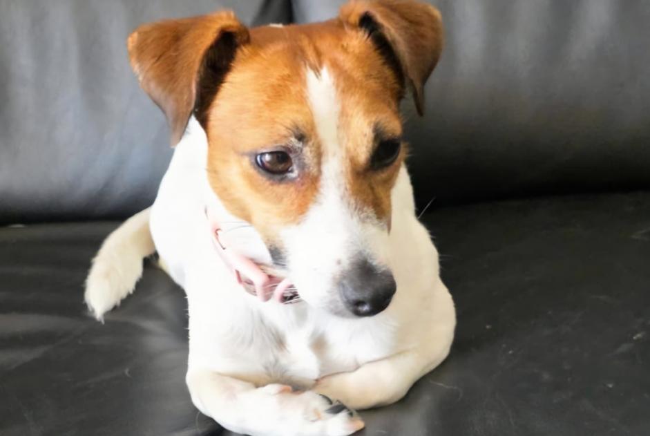Vermisstmeldung Hund Weiblich , 2 jahre Morschach Schweiz Vermisstmeldung Hund Weiblich , 2 jahre Morschach Schweiz