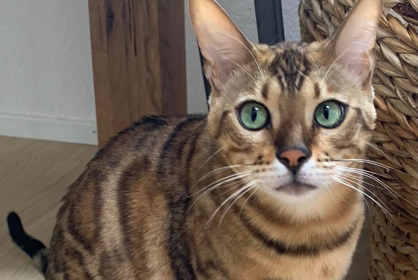 Vermisstmeldung Katze Weiblich , 9 jahre Chardonne Schweiz Vermisstmeldung Katze Weiblich , 9 jahre Chardonne Schweiz