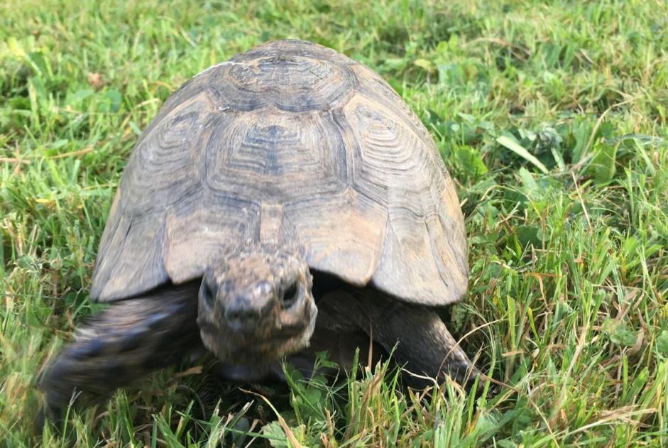 Vermisstmeldung Schildkröte Männliche , 2026 jahre Courtelary Schweiz Vermisstmeldung Schildkröte Männliche , 2026 jahre Courtelary Schweiz