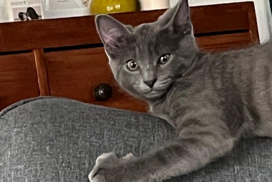 Disappearance alert Cat  Male , 0 years Echallens Switzerland