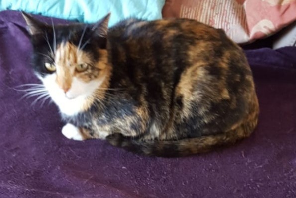 Alerta de Desaparición Gato  Hembra , 11 años Delémont Suiza