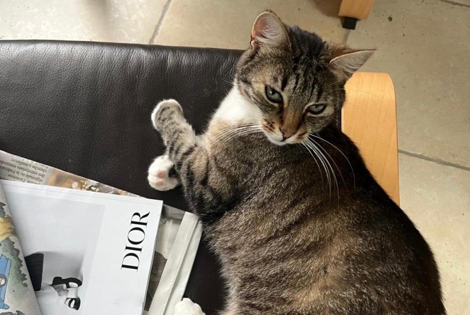 Alerta de Desaparición Gato Hembra , 10 años Delémont Suiza