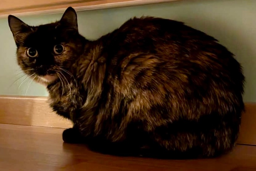 Alerte Disparition Chat Femelle , 2 ans Lausanne Suisse Alerte Disparition Chat Femelle , 2 ans Lausanne Suisse