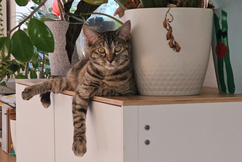 Alerte Disparition Chat Femelle , 2 ans Saint-Barthélemy Suisse Alerte Disparition Chat Femelle , 2 ans Saint-Barthélemy Suisse