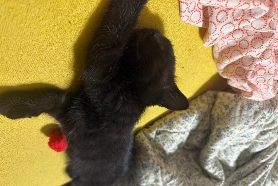 Alerte Découverte Chat Inconnu La Chaux-de-Fonds Suisse