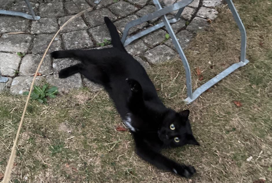 Alerte Découverte Chat Inconnu Cheseaux-Noréaz Suisse Alerte Découverte Chat Inconnu Cheseaux-Noréaz Suisse