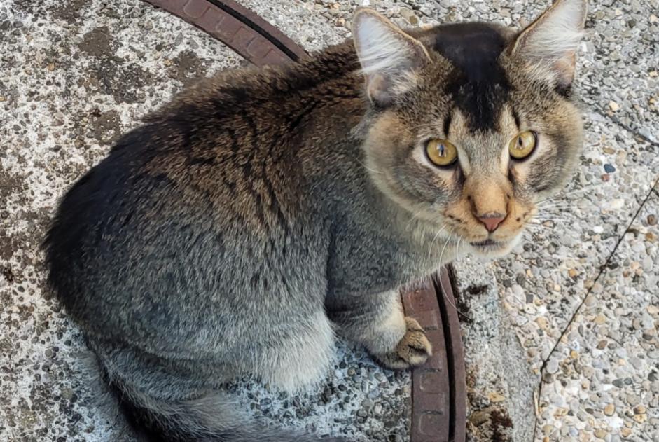 Alerte Découverte Chat Femelle Servion Suisse