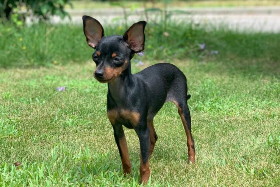 Alerte Disparition Chien Femelle , 5 ans Jouxtens-Mézery Suisse Alerte Disparition Chien Femelle , 5 ans Jouxtens-Mézery Suisse
