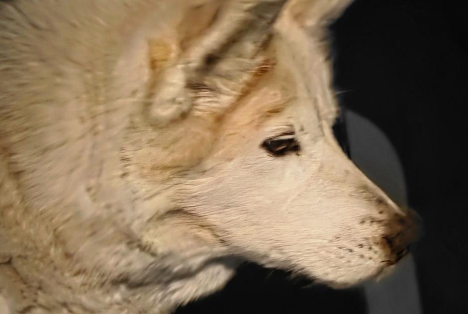 Alerte Découverte Chien croisement Femelle Anniviers Suisse Alerte Découverte Chien croisement Femelle Anniviers Suisse