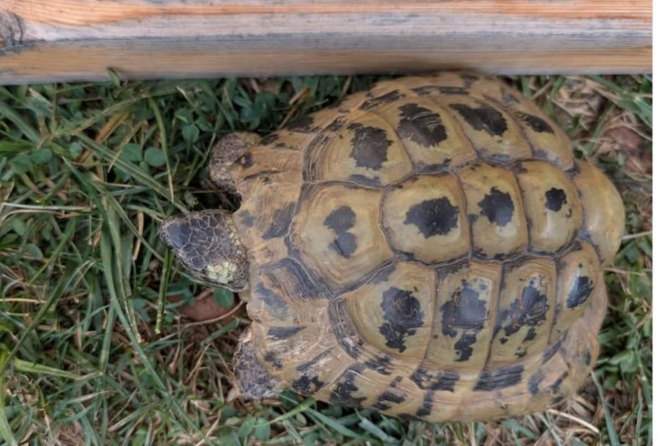 Alerte Découverte Tortue Inconnu Blonay - Saint-Légier Suisse Alerte Découverte Tortue Inconnu Blonay - Saint-Légier Suisse