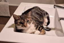 Avviso scomparsa Gatto Femmina , 4 anni Montpreveyres Svizzera