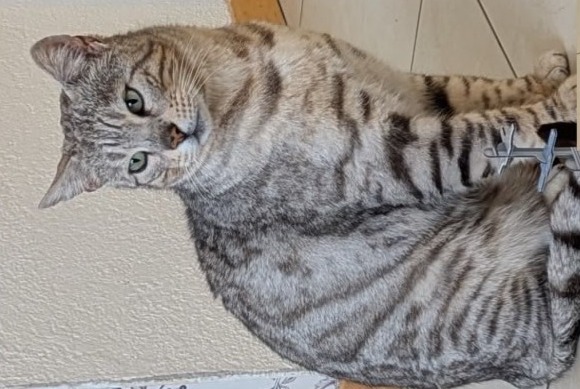 Avviso scomparsa Gatto Maschio , 10 anni Echandens Svizzera Avviso scomparsa Gatto Maschio , 10 anni Echandens Svizzera