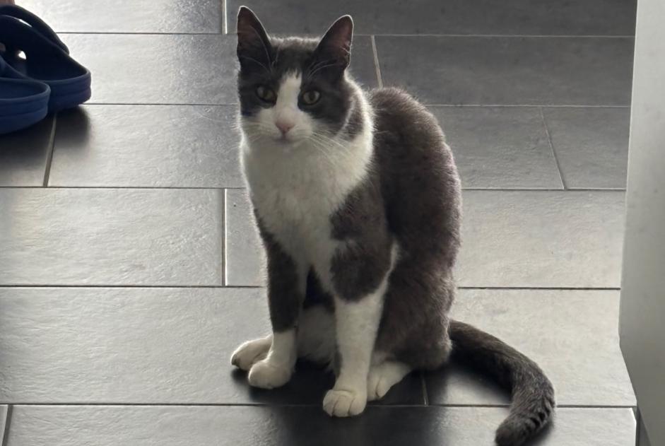 Alerta desaparecimento Gato Macho , 10 anos Bulle Switzerland Alerta desaparecimento Gato Macho , 10 anos Bulle Switzerland