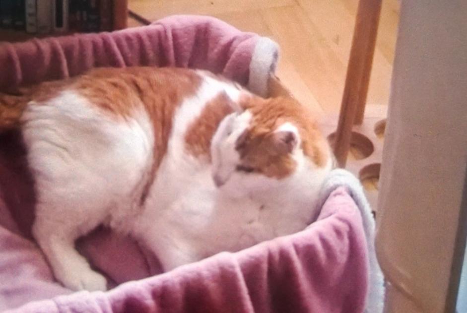 Alerta desaparecimento Gato Macho , 17 anos Genève Switzerland