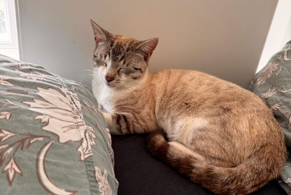 Alerta descoberta Gato Macho Onex Switzerland